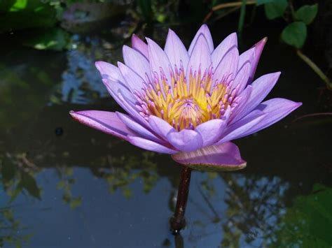 Le Vase aux Lotus Fleuris, Symbole de Pureté et d'Élégance Subtile!